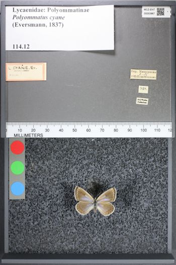 Media type: image;   Entomology 53967